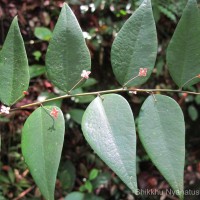 Phyllanthus baillonianus Müll.Arg.